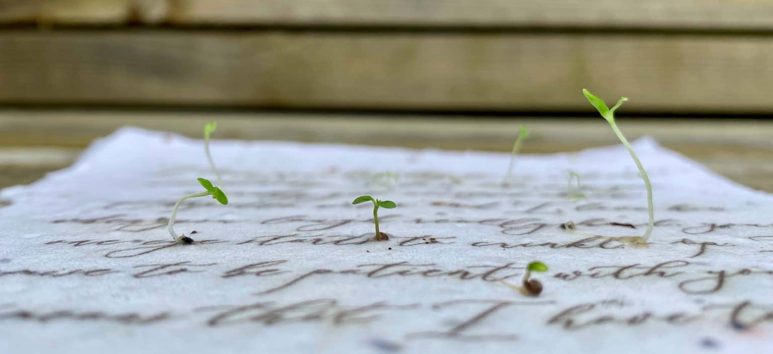 Plantable Seed Card || Zero Waste || Supports Women J10